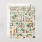 ポピー、バイオレット植物の分類 ポストカード (正面/裏面)