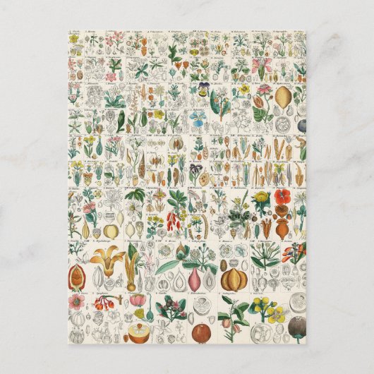 ポピー、バイオレット植物の分類 ポストカード (正面)