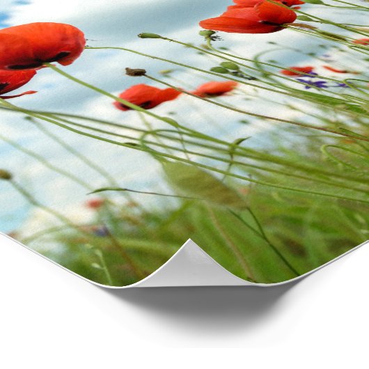 ポピー ポスター (角)