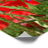 ポピー ポスター (角)