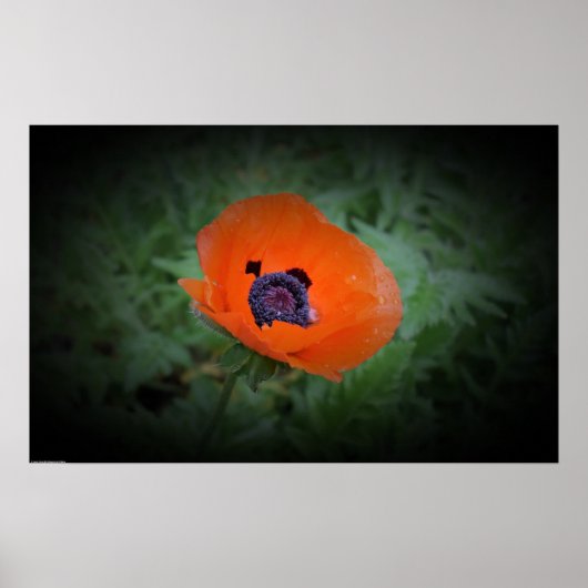 ポピー。 ポスター (正面)
