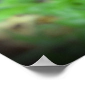 ポピー。 ポスター (角)