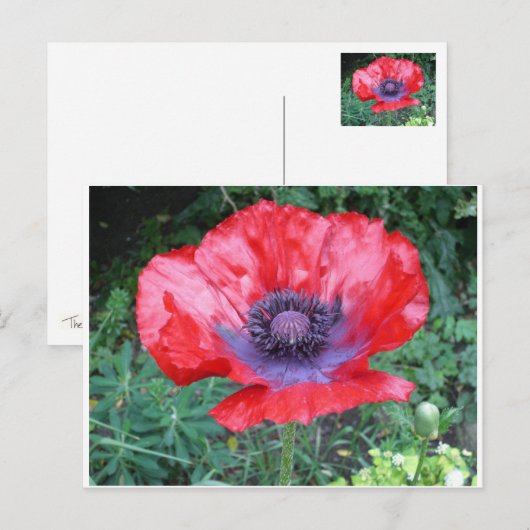 ポピー ポストカード (正面/裏面)
