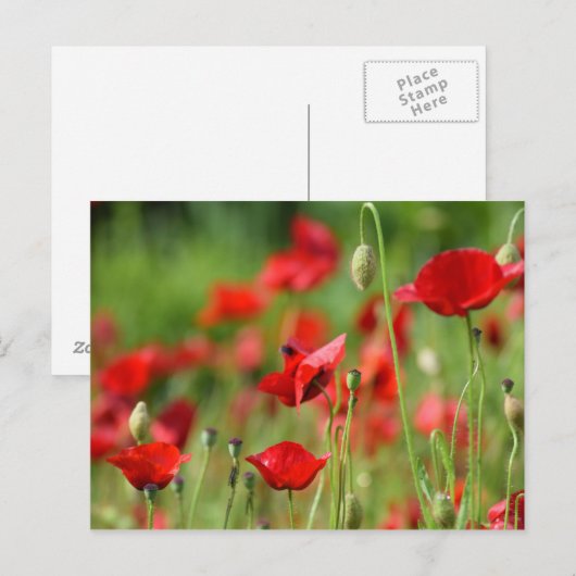 ポピー ポストカード (正面/裏面)