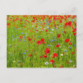 ポピー ポストカード (正面)