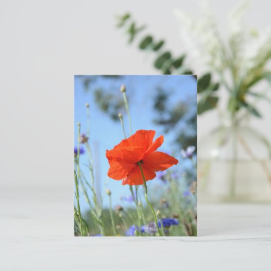 ポピー ポストカード (スタンド正面)