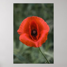 ポピー 花の自然 写真 ポスター