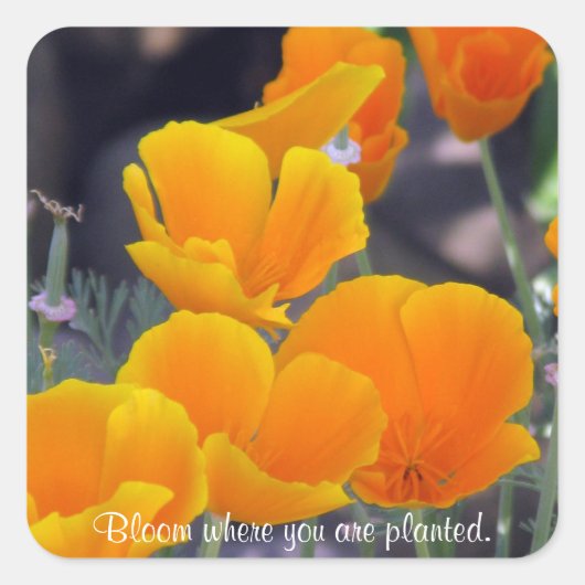 ポピー – 開花植え付けシール スクエアシール (正面)