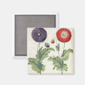 ポピー： 1.パパバーflmultiplier転生； 2.P マグネット (正面/裏面)