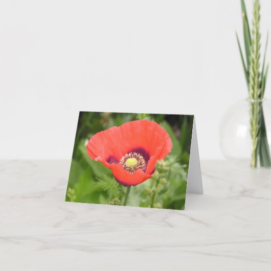ポピー (Papaver somniferum) カード (正面)