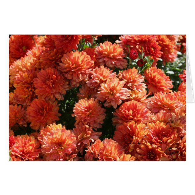 ポピーI (正面横)