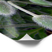 ポピ中国のー….. ポスター (コーナー)