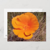 ポピ独身のー ポストカード (正面/裏面)