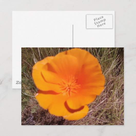 ポピ独身のー ポストカード (正面/裏面)