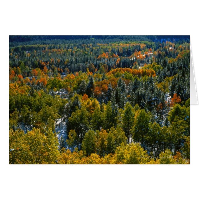 ポプラおよび小ぎれいな木 (正面横)