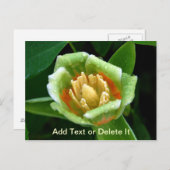 ポプラートリーチューリップポストカード ポストカード (正面/裏面)