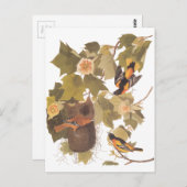 ポプラ木のAudubonのボルティモア・オリオールズ鳥 ポストカード (正面/裏面)