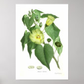 ポプラ目 ポスター (正面)