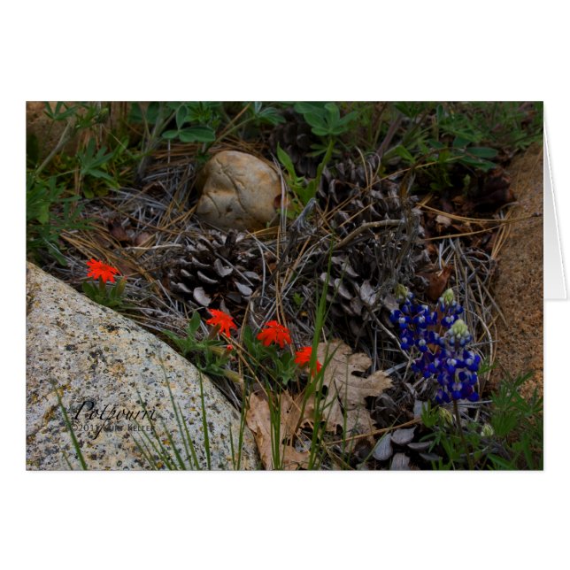 ポプリ (正面横)