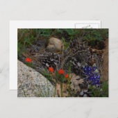 ポプリ ポストカード (正面/裏面)