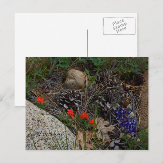 ポプリ ポストカード (正面/裏面)
