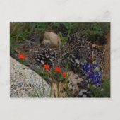 ポプリ ポストカード (正面)