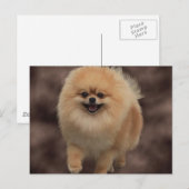 ポメラニアン ポストカード (正面/裏面)