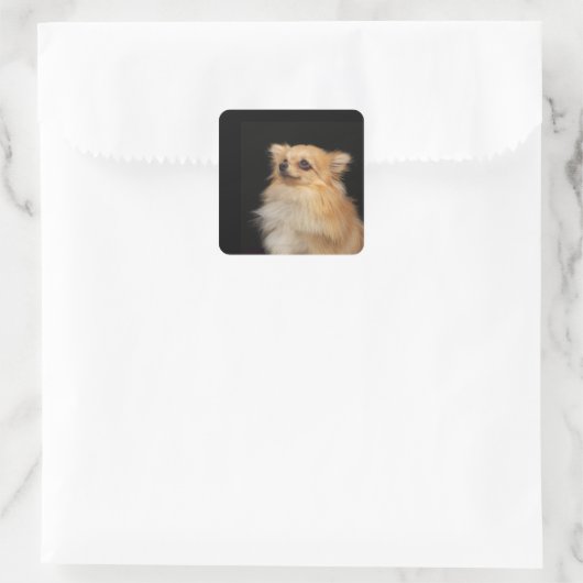 ポメラニア犬が黒を見上げる スクエアシール (バッグ)