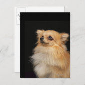 ポメラニア犬が黒を見上げる ポストカード (正面/裏面)
