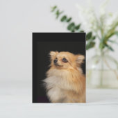 ポメラニア犬が黒を見上げる ポストカード (スタンド正面)