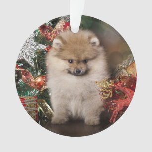 ポメラニア犬のスピッツ、クリスマスの子犬 オーナメント
