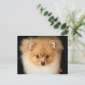 ポメラニア犬のスピッツ ポストカード (スタンド正面)