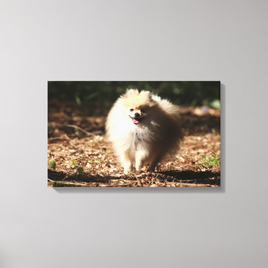 ポメラニア犬のトロ落ちたッ葉ト キャンバスプリント (正面)