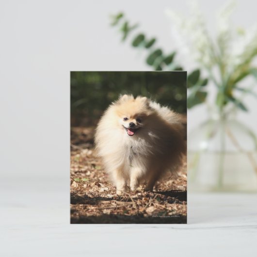 ポメラニア犬のトロ落ちたッ葉ト ポストカード (スタンド正面)