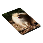 ポメラニア犬のトロ落ちたッ葉ト マグネット (右側)