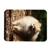 ポメラニア犬のトロ落ちたッ葉ト マグネット (横)