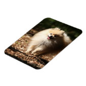 ポメラニア犬のトロ落ちたッ葉ト マグネット (左側)