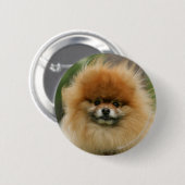 ポメラニア犬のヘッドショットがカメラを見る 缶バッジ (正面&裏面)