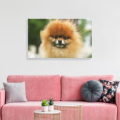 ポメラニア犬のヘッドショットカメラを見て キャンバスプリント (インサイチュ (リビング))