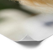 ポメラニア犬のヘッドショットカメラを見て ポスター (角)