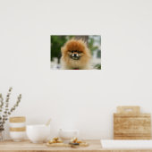 ポメラニア犬のヘッドショットカメラを見て ポスター (キッチン)