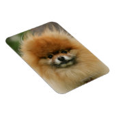 ポメラニア犬のヘッドショットカメラを見て マグネット (右側)