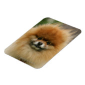 ポメラニア犬のヘッドショットカメラを見て マグネット (左側)