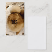 ポメラニア犬の名刺 名刺 (正面/裏面)