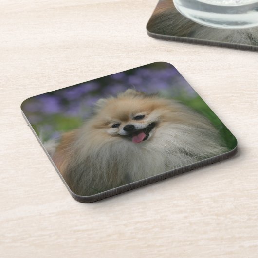 ポメラニア犬の喘ぐこと コースター (左側)