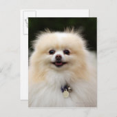 ポメラニア犬のHeadshot 1 ポストカード (正面/裏面)