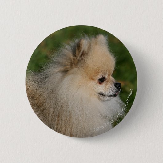 ポメラニア犬のHeadshot 2 缶バッジ (正面)