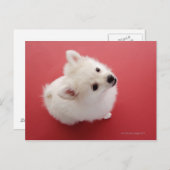 ポメラニア犬オンレッドカーペット ポストカード (正面/裏面)