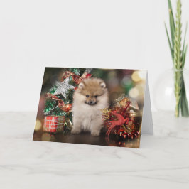ポメラニア犬スピッツ、クリスマスパピー シーズンカード
