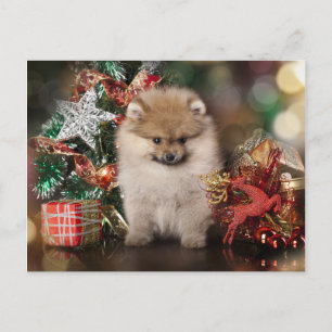 ポメラニア犬スピッツ、クリスマスパピー シーズンポストカード